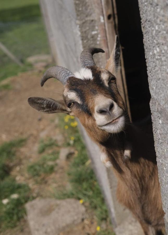 La Billardiere Camping A La Ferme Le Menil-Ciboult Esterno foto