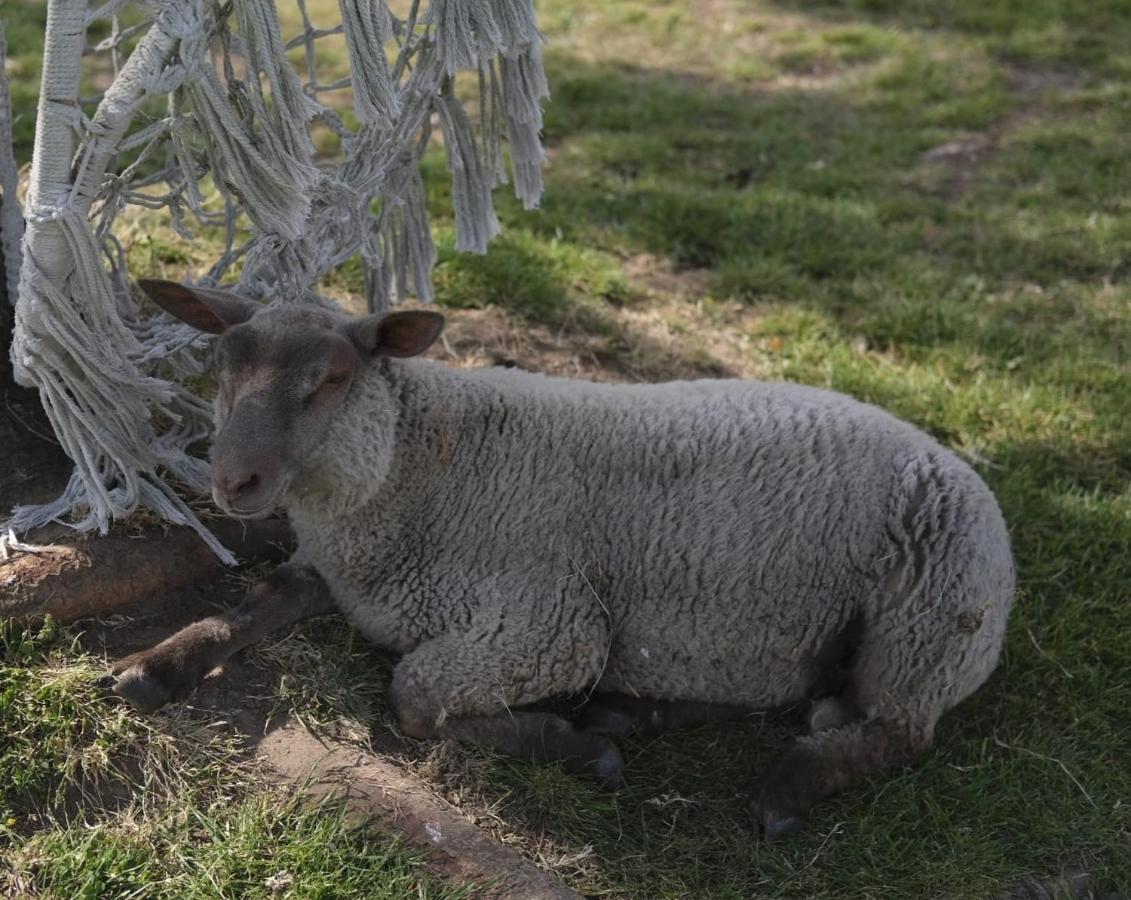La Billardiere Camping A La Ferme Le Menil-Ciboult Esterno foto