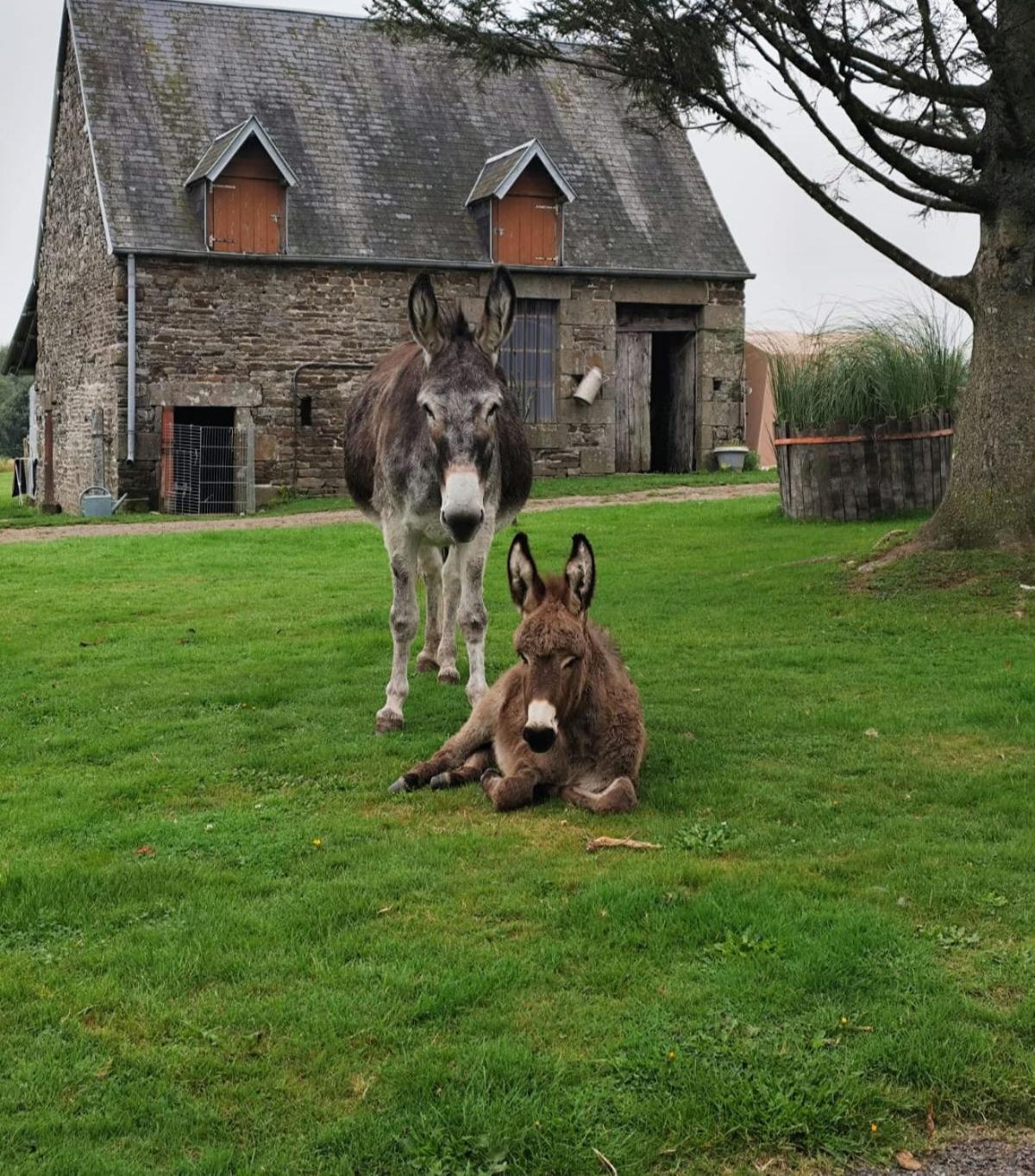 La Billardiere Camping A La Ferme Le Menil-Ciboult Esterno foto