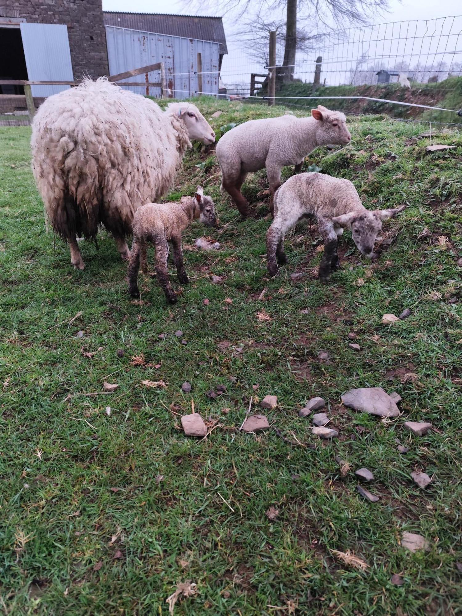 La Billardiere Camping A La Ferme Le Menil-Ciboult Esterno foto