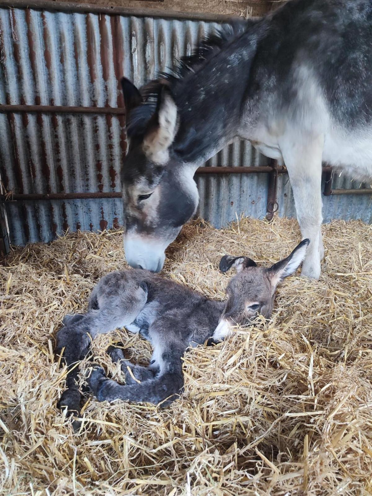 La Billardiere Camping A La Ferme Le Menil-Ciboult Esterno foto